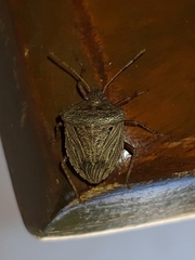 Agroecus griseus