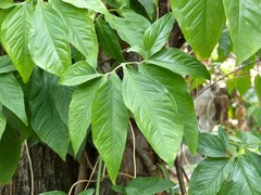 Syngonium auritum