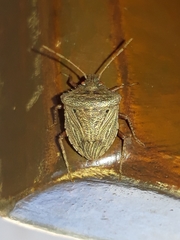 Agroecus griseus