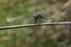 Orthetrum abbotti