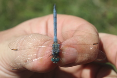 Orthetrum abbotti