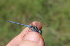 Orthetrum abbotti
