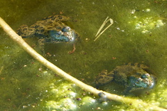 Euphlyctis cyanophlyctis