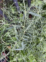 Atriplex patula