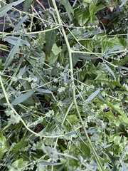 Atriplex patula