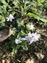 Scilla mischtschenkoana