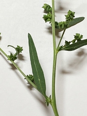 Atriplex patula