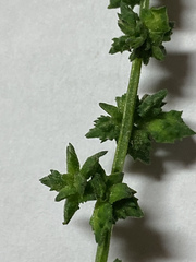 Atriplex patula