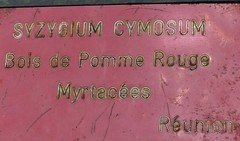 Image of Syzygium cymosum