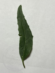 Atriplex patula