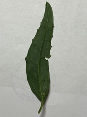 Atriplex patula