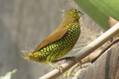 Lonchura punctulata