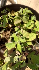 Salvia elegans