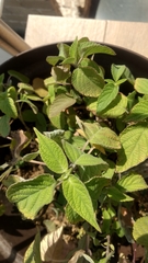 Salvia elegans
