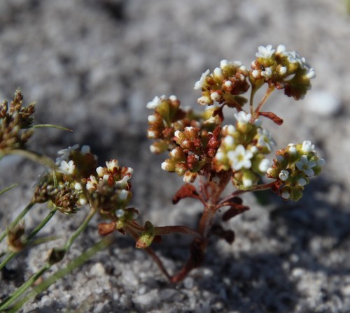 Crassula filiformis