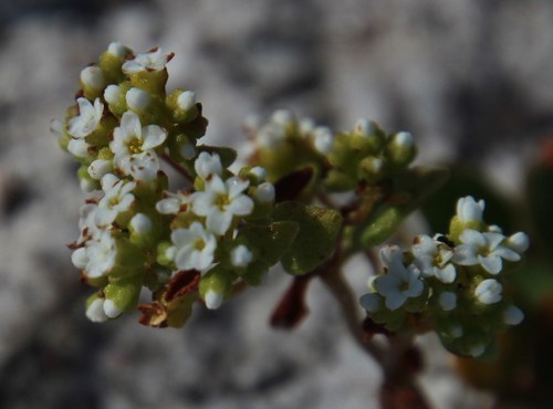 Crassula filiformis