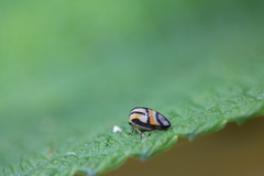 Adippe