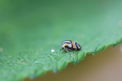 Adippe