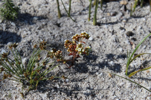 Crassula filiformis