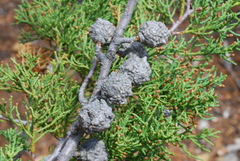 Cupressus bakeri