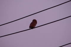 Glaucidium radiatum