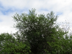 Vachellia caven