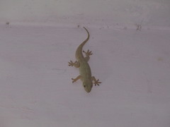 Hemidactylus flaviviridis