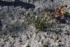 Isolepis antarctica
