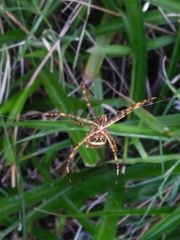 Argiope argentata