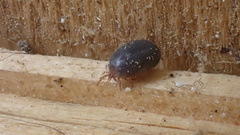Ixodes hexagonus