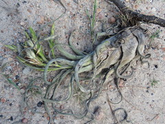 Tillandsia caput-medusae