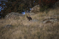 Osphranter robustus robustus