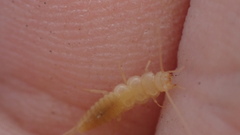 Coletinia