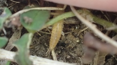 Coletinia