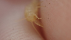 Coletinia