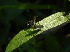 Oncopeltus luctuosus