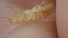 Coletinia