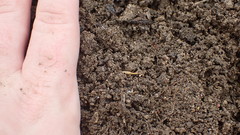 Coletinia