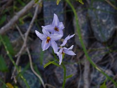 Solanum amygdalifolium