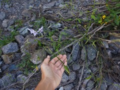 Solanum amygdalifolium