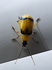 Diabrotica arcuata