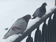 Columba livia domestica
