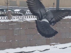 Columba livia domestica