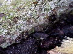 Lasius niger