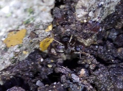 Lasius niger