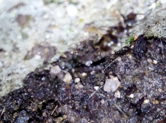 Lasius niger
