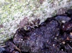 Lasius niger
