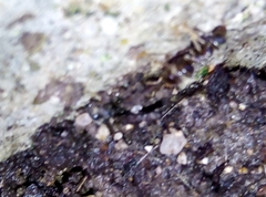 Lasius niger