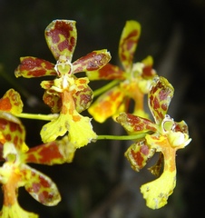 Grandiphyllum auricula