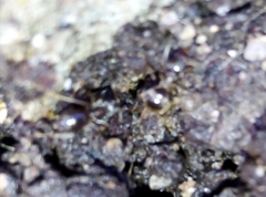 Lasius niger